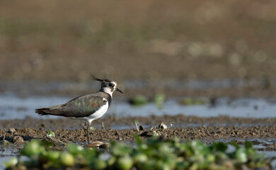 Northern lapwing, Vanellus vanellus, Maguri Beel, Tinsukia District of Upper Assam, India