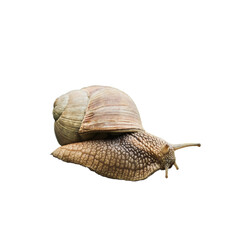 Snail mollusk. Garden snail isolated on white background. Clipping path. Design element.