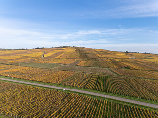 Drohenflug über Herbstliche Weinberge