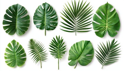 Diverse tropical green leaves arranged beautifully against a white background