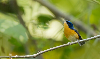 Pygmy blue-flycatcher,. Muscicapella hodgsoni, Dehing Dehing Patkai Wildlife Sanctuary, Assam, India
