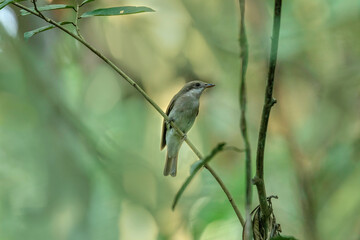 Obraz premium Large Woodshrike, Tephrodornis virgatus Dehing Dehing Patkai Wildlife Sanctuary, Assam, India