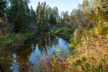 Forest scene at the river Abuls nature trail in October in Brenguli in Latvia