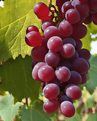 Untbunch of grapes, fresh grapes, grape leaf, healthy snack, organic fruit, grapevine, vineyard, sweet grapes, green leaves, fruit photography, natural produce, ripe grapes, juicy fruit, food styling,