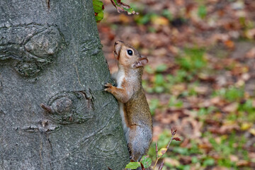 Squirrel in the Parco Sempione, park in Milan, Italy, at October