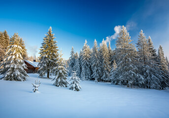 Naklejka premium Snow-covered forest landscape with a cozy cabin surrounded by tall evergreen trees on a clear winter day