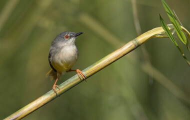 Yellow-bellied prinia, Prinia flaviventris Dehing Dehing Patkai Wildlife Sanctuary, Assam, India