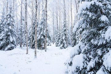 A young mixed forest with Spruce and Birch trees after commercial thinning in rural Estonia,...