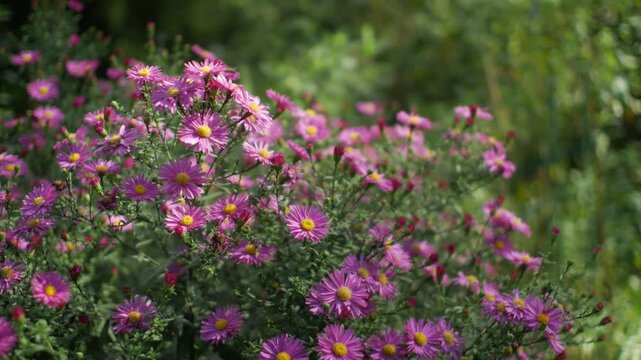 Insects flying around asters flowers in garden, static shot