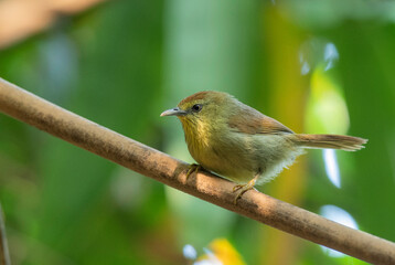 Pin-striped tit-babbler, Macronus gularis, Dehing Dehing Patkai Wildlife Sanctuary, Assam, India
