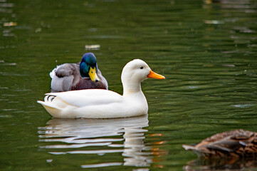 Weiße Ente mit Stockente