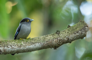 Fototapeta premium Silver-breasted broadbill, Serilophus lunatus, Dehing Dehing Patkai Wildlife Sanctuary, Assam, India