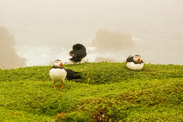 Puffin at Saltee Island, Wexford, Ireland