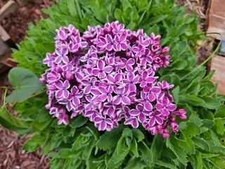 Fototapeta premium Close-up of purple and white striped lilac blossoms sitting on top the green foliage of a sedum plant outdoors in the flowerbed in spring.