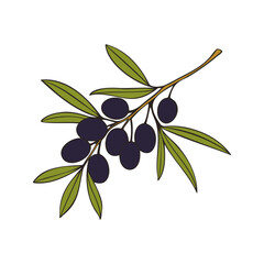 Olive branch with dark fruits, isolated on white background.