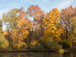 Fototapeta premium landscape with deciduous trees