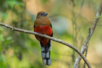 Red-headed trogon Female, Harpactes erythrocephalus, Dehing Dehing Patkai Wildlife Sanctuary, Assam, India
