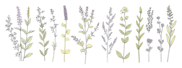 A set of various yellow and purple wildflowers isolated on white. A collection of meadow plant design elements. AI-generated clip art