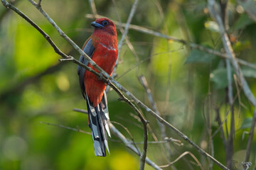 Red-headed trogon Male, Harpactes erythrocephalus, Dehing Dehing Patkai Wildlife Sanctuary, Assam, India