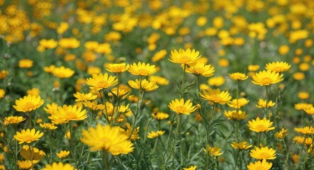 Bright yellow wildflower field background a field full of bright yellow wildflowers in bloom