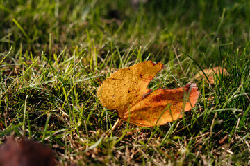 gold brown red autumn leaf on vibrant green grass