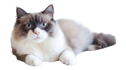 A fluffy domestic cat rests comfortably on a soft surface during a bright afternoon at home, displaying its striking blue eyes.
