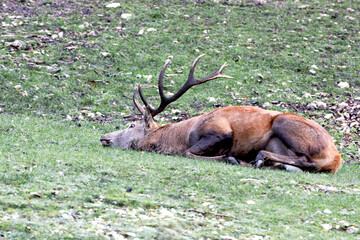 Repos du cerf