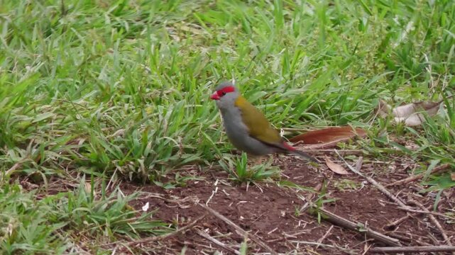Red-browed finch, Neochmia temporalis, Australian native wild bird, hopping on green grass lawn, Bunya Mountains Queensland