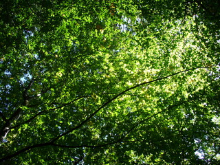 Branches of deciduous trees with green leaves in forest on sunny day - natural background. Topics: beauty of nature, pattern, natural environment, vegetation, season, forestry, ecology