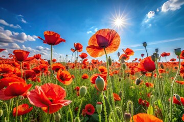 Fototapeta premium Field of blooming poppies under bright cloudless sky