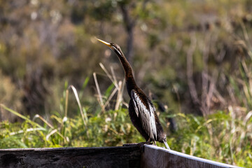 Australasian Australian Darter water bird, Anhinga novaehollandiae, on timber boardwalk rail, wetland environment habitat nature, birdwatching spotting