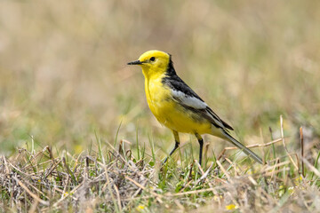 Obraz premium Citrine wagtail, Motacilla citreola, Ladakh, Jammu and Kashmir, India