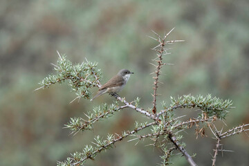 Hume's whitethroat, Sylvia althaea, Ladakh, Jammu and Kashmir, India