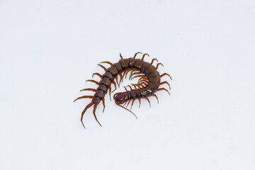 Centipede or Kilopod (Chilopoda) on isolated white background, red Centipede