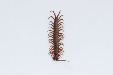 Centipede or Kilopod (Chilopoda) on isolated white background, red Centipede