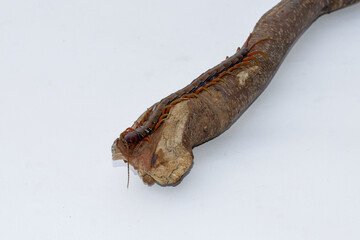Centipedes or Kilopods (Chilopoda)creeping on wood on an isolated white background, Red centipedes