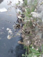 Spiders make nests.  spider with broken web