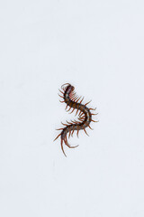 Centipede or Kilopod (Chilopoda) on isolated white background, red Centipede