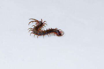 Centipede or Kilopod (Chilopoda) on isolated white background, red Centipede