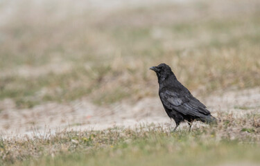 Common raven, Corvus corax  also known as the northern raven, Ladakh, Jammu and Kashmir, India