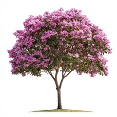 Obraz premium Real blooming tabebuia tree isolated flowers beautiful.