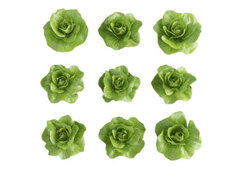 Photo of fresh lettuce .Transparent background. Isolated PNG.