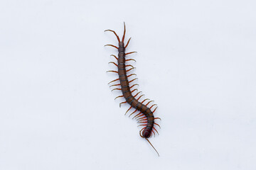 Fototapeta premium Centipede or Kilopod (Chilopoda) on isolated white background, red Centipede