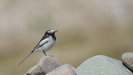 White Wagtail, Motacilla alba, Ladakh, Jammu and Kashmir, India