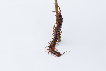 Centipedes or Kilopods (Chilopoda)creeping on wood on an isolated white background, Red centipedes