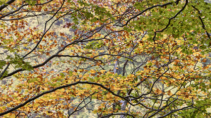 Autunno e Foliage nel Parco Nazionale della Maiella