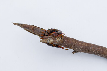 Centipedes or Kilopods (Chilopoda)creeping on wood on an isolated white background, Red centipedes