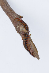 Centipedes or Kilopods (Chilopoda)creeping on wood on an isolated white background, Red centipedes