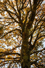 Fototapeta premium Autumn fall season tree foliage leaves color colour, yellow brown, isolated close closeup portrait