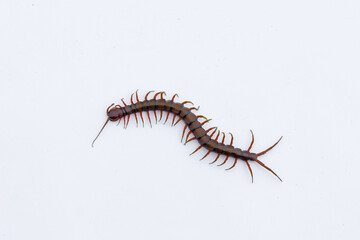 Centipede or Kilopod (Chilopoda) on isolated white background, red Centipede